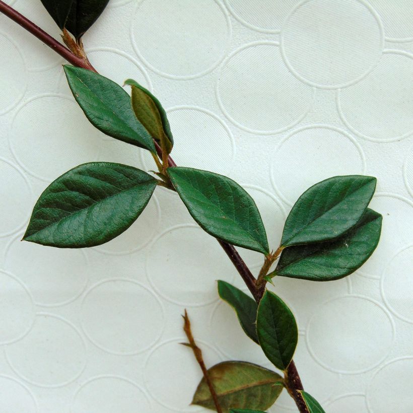 Cotoneaster lacteus - Zwergmispel (Laub)