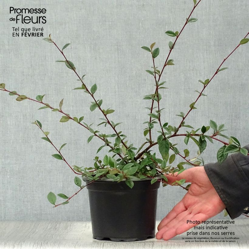 Exemplar von Cotoneaster lacteus - Cotonéaster laiteux en pot de 2/3L wie im Winter geliefert