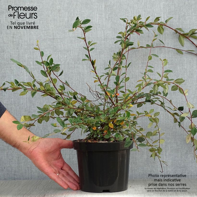 Exemplar von Cotoneaster lacteus - Cotonéaster laiteux en pot de 2/3L wie im Herbst geliefert