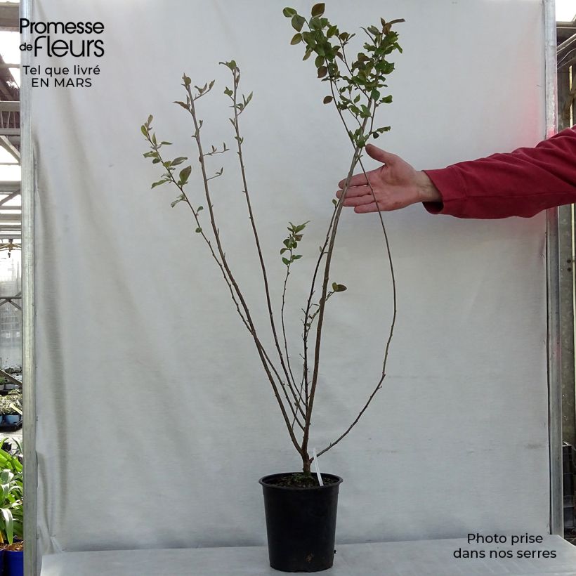 Exemplar von Cotoneaster lucidus  Pot de 2L/3L wie im Winter geliefert