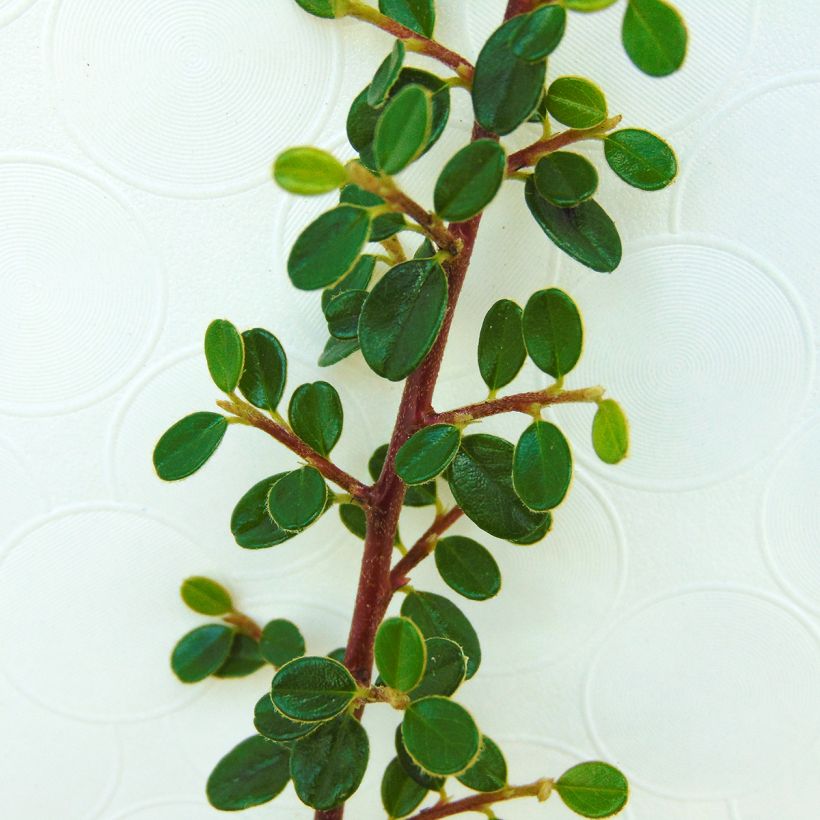 Cotoneaster microphyllus - Zwergmispel (Laub)