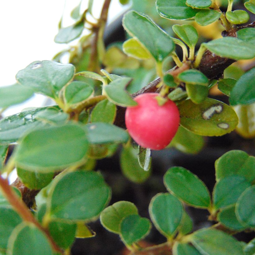 Cotoneaster microphyllus - Zwergmispel (Ernte)