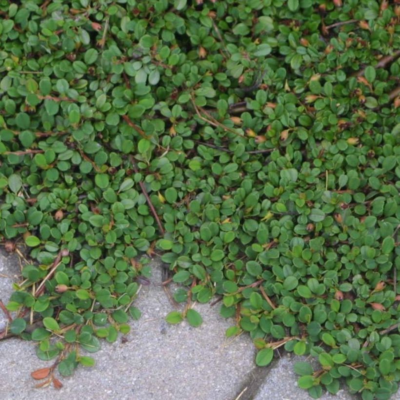 Cotoneaster procumbens Streibs Findling - Teppich-Zwergmispel (Hafen)