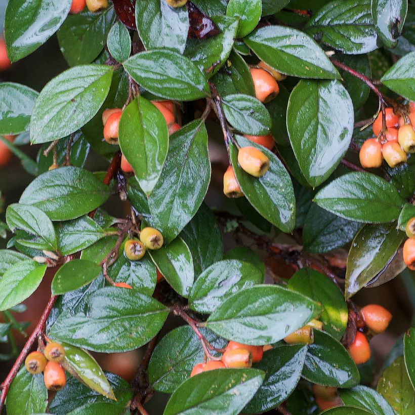 Cotoneaster simonsii - Zwergmispel (Laub)