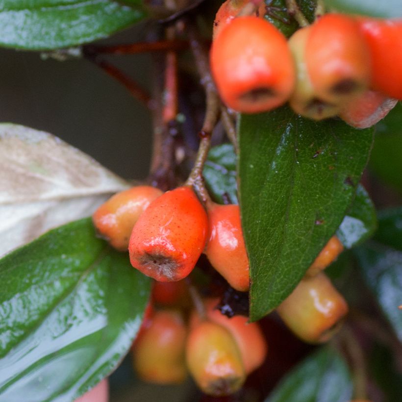 Cotoneaster simonsii - Zwergmispel (Ernte)