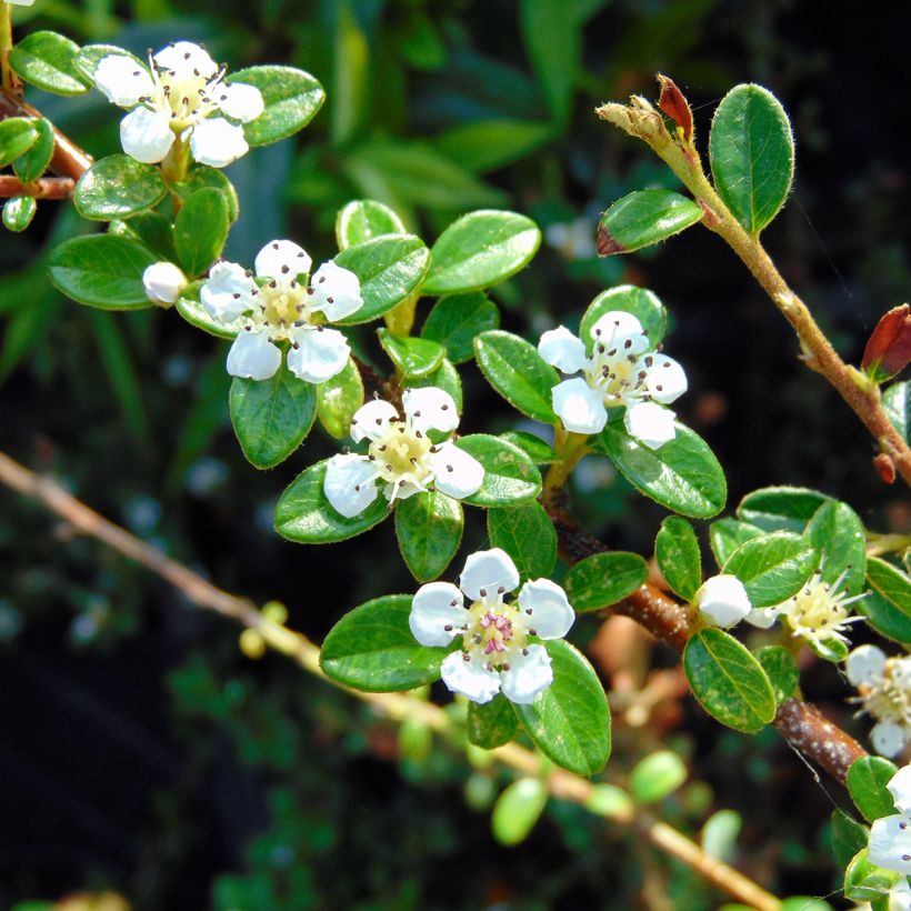 Cotoneaster suecicus Coral Beauty - Zwergmispel (Blüte)