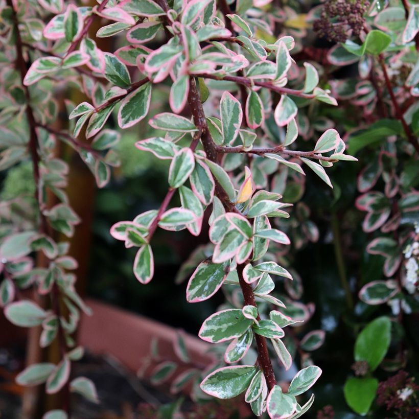 Cotoneaster suecicus Juliette - Zwergmispel (Laub)