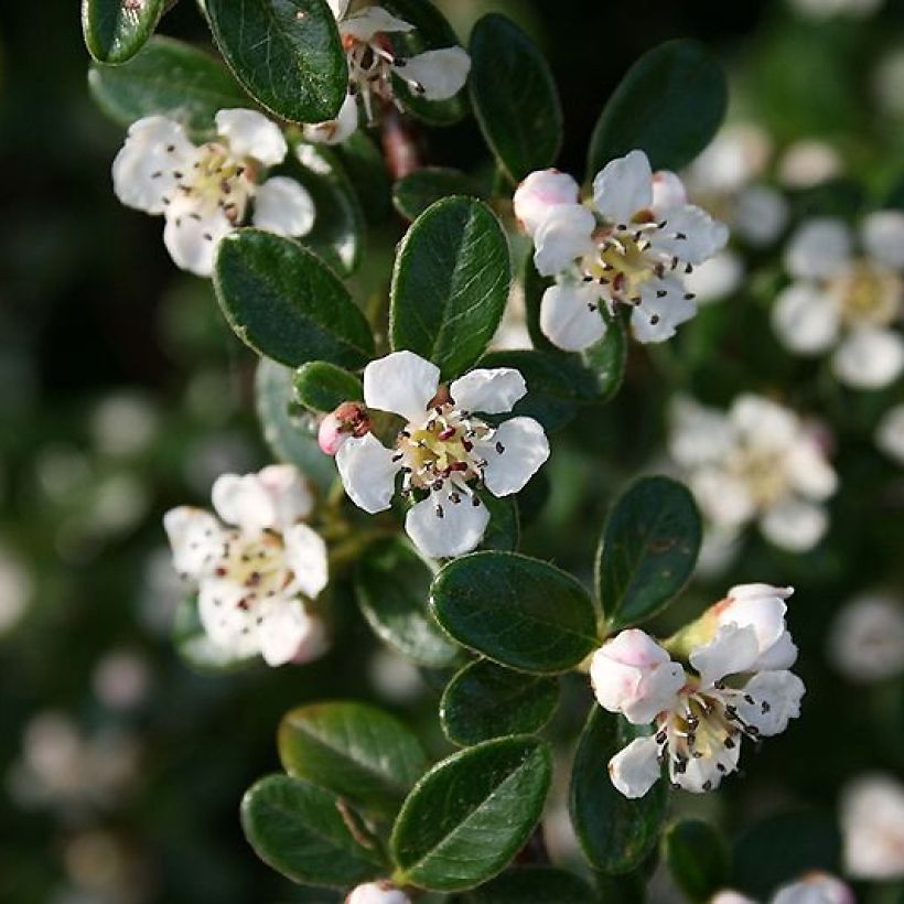 Cotoneaster dammeri Mooncreeper - Teppich-Zwergmispel (Blüte)