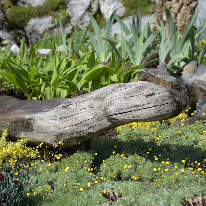 Cotula hispida - Laugenblume (Hafen)