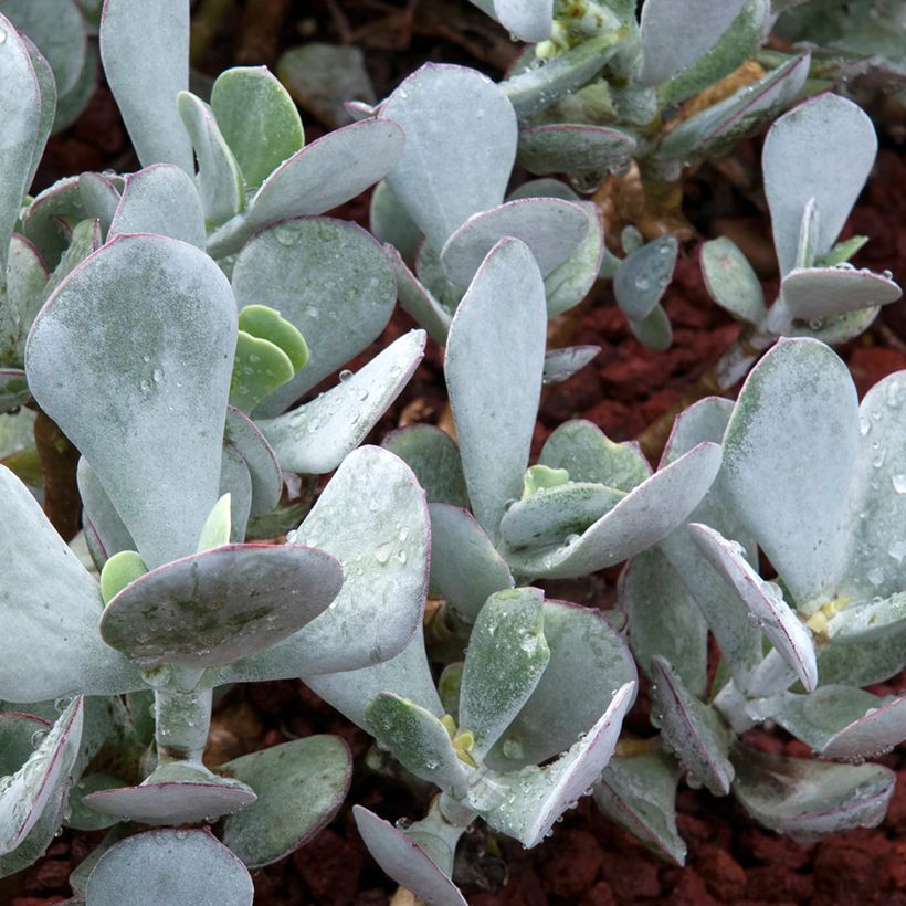 Cotyledon orbiculata Gray - Cotyledon (Laub)