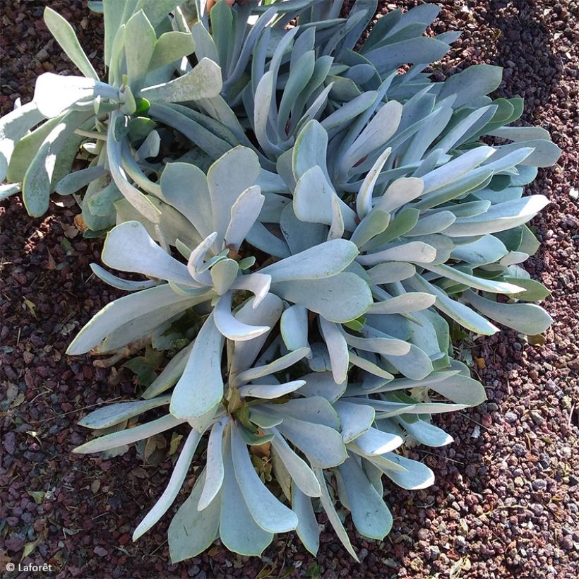 Cotyledon orbiculata Gray - Cotyledon (Hafen)