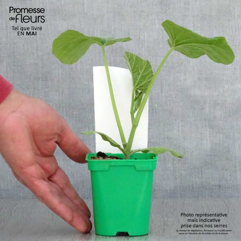 Exemplar von Courge Butternut Sibelle F1 en plants Pot de 10 cm/11cm wie im Frühjahr geliefert