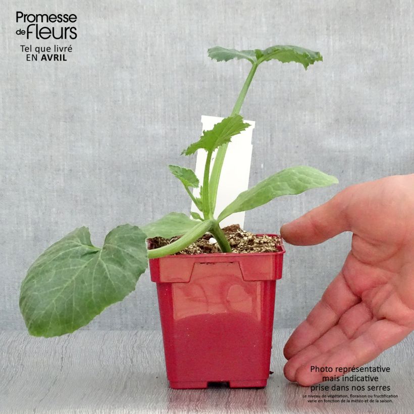 Exemplar von Courgette Diamant F1 en plants Pot de 10 cm/11cm wie im Frühjahr geliefert