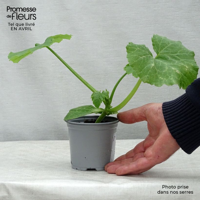 Exemplar von Courgette Easy Pick Green F1 en pot de 10,5 cm wie im Frühjahr geliefert