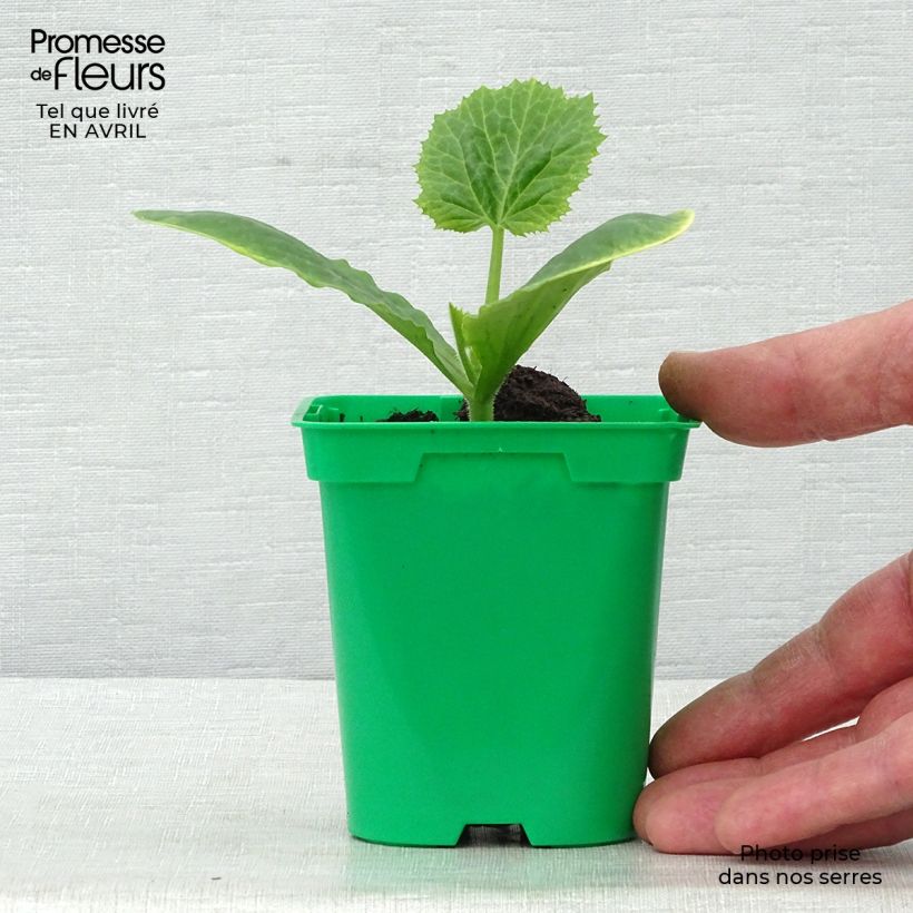 Exemplar von Courgette Floridor F1 en plants Pot de 10,5 cm wie im Frühjahr geliefert