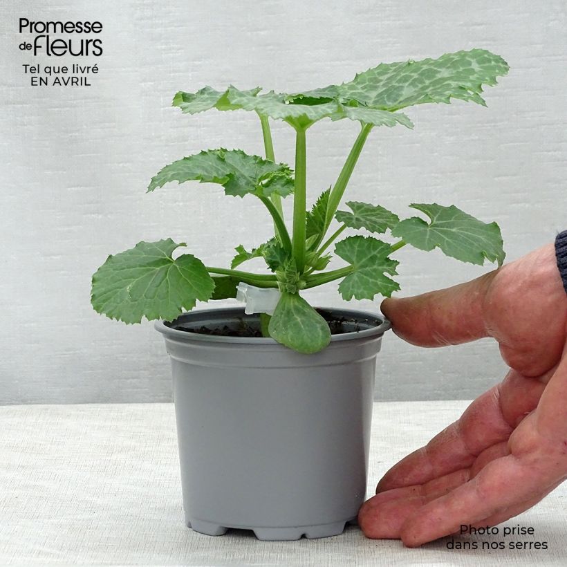 Exemplar von Courgette Kimber F1 en plants GREFFES en pot de 10,5 cm wie im Frühjahr geliefert