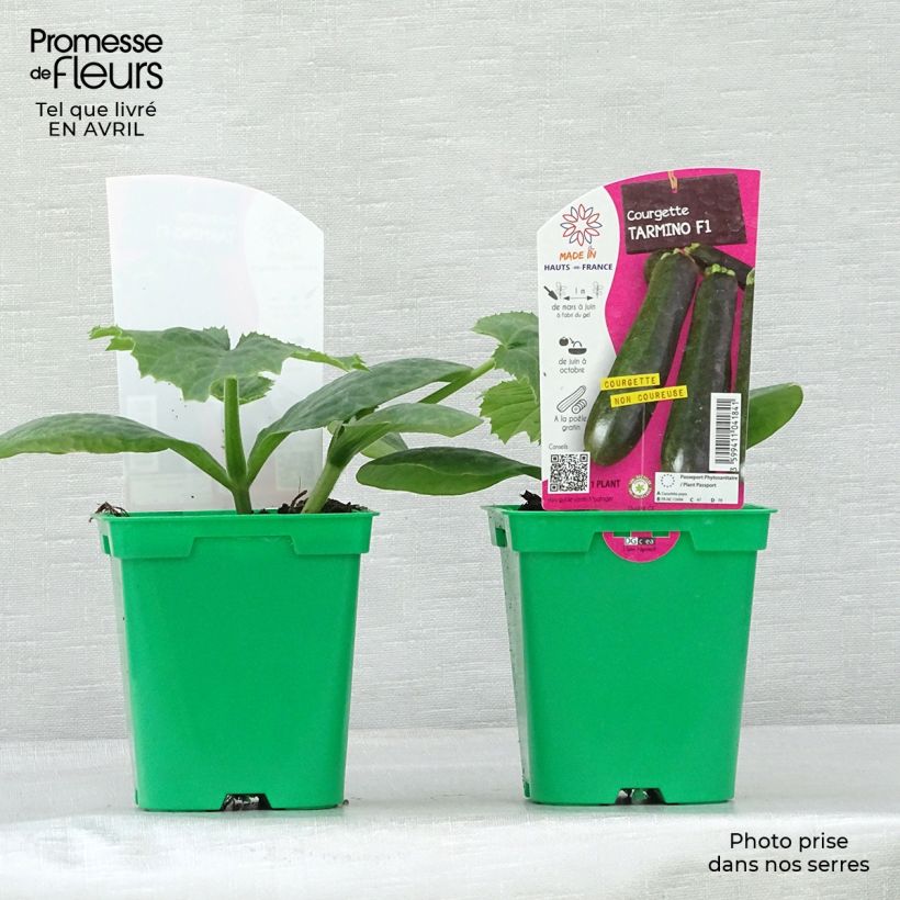 Exemplar von Courgette Tarmino F1 en pot de 10 cm wie im Frühjahr geliefert