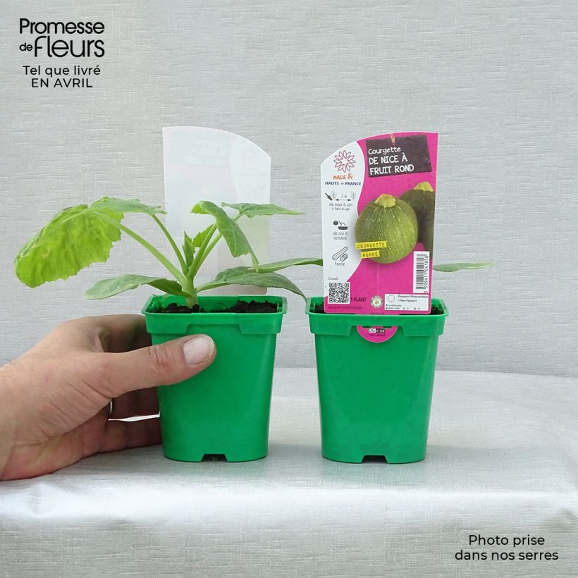 Exemplar von Courgette ronde de Nice F1 en pot de 10 cm - Cucurbita pepo wie im Frühjahr geliefert