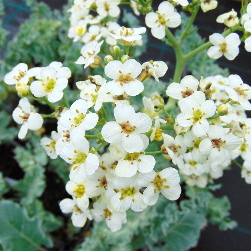 Echter Meerkohl - Crambe maritima (Blüte)