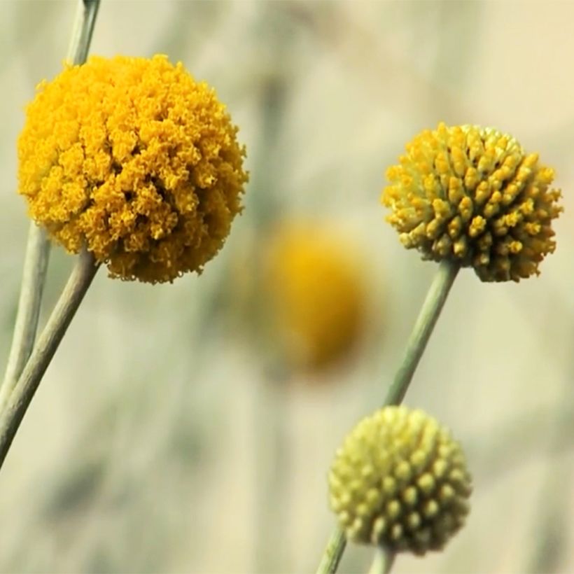 Craspedia globosa - Trommelstöckchen (Blüte)