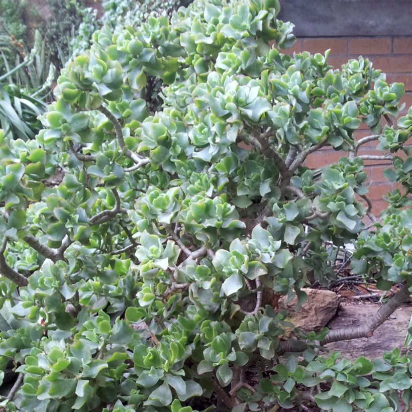 Crassula arborescens Curly Grey - Dickblatt (Hafen)