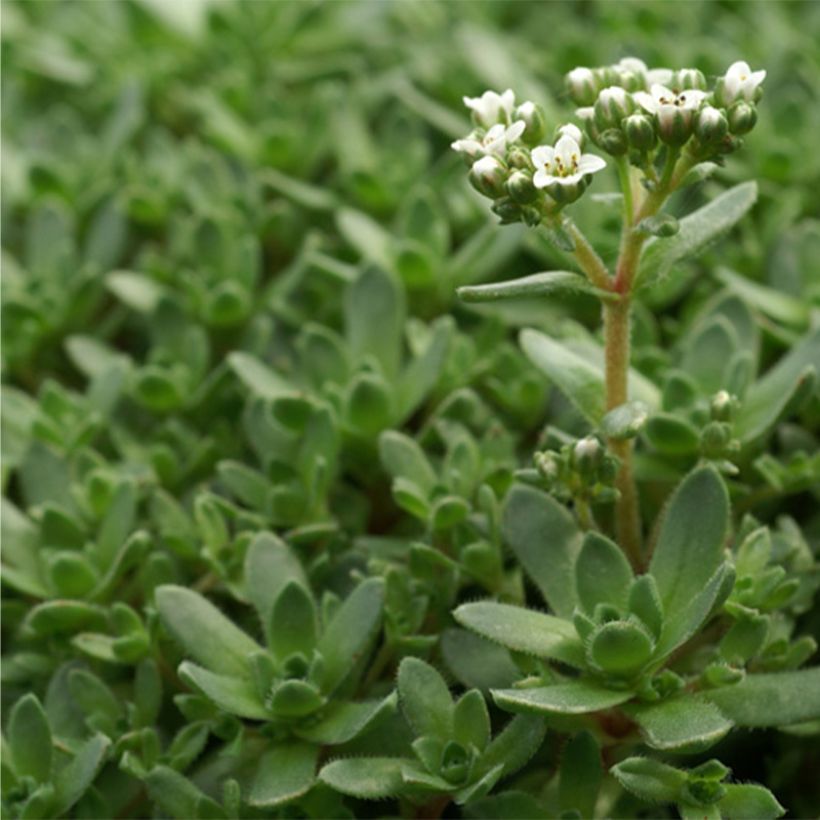 Crassula exilis subsp. sedifolia - Dickblatt (Laub)