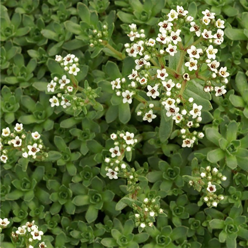 Crassula exilis subsp. sedifolia - Dickblatt (Blüte)