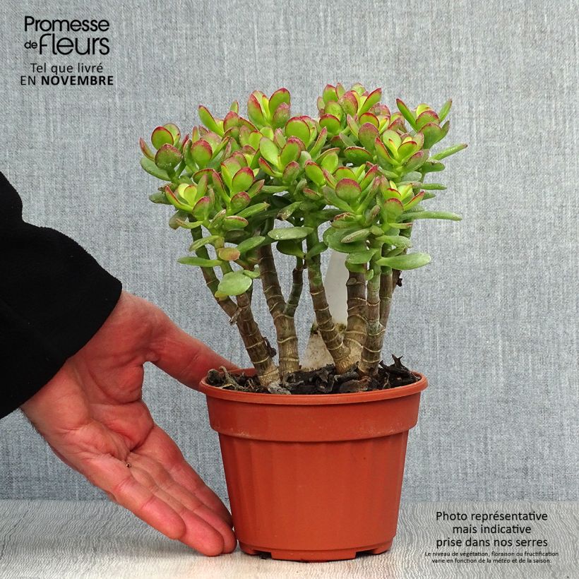 Exemplar von Crassula ovata Minor Pot de 13 cm wie im Herbst geliefert