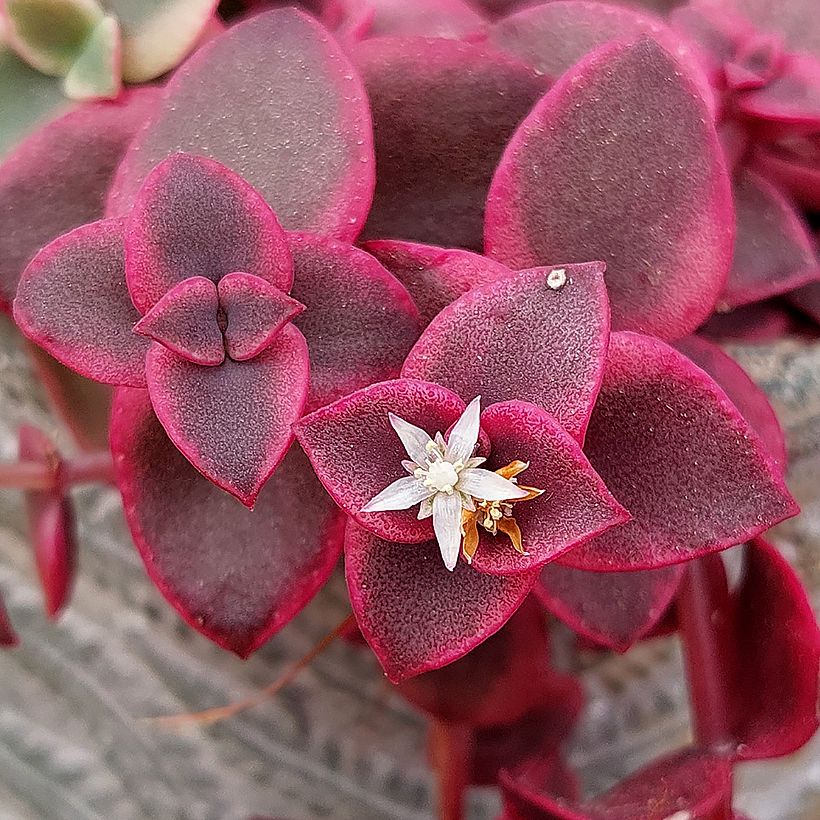 Crassula pellucida subsp. marginalis - Dunkelrotes Dickblatt (Blüte)