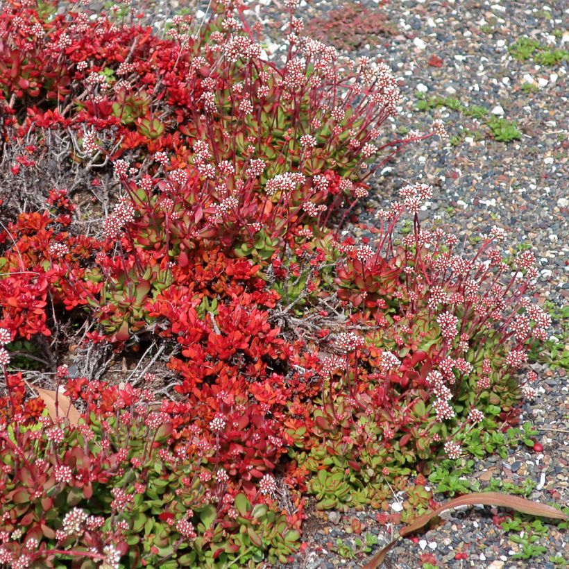 Crassula pubescens subsp. radicans Small Red - Dickblatt (Hafen)