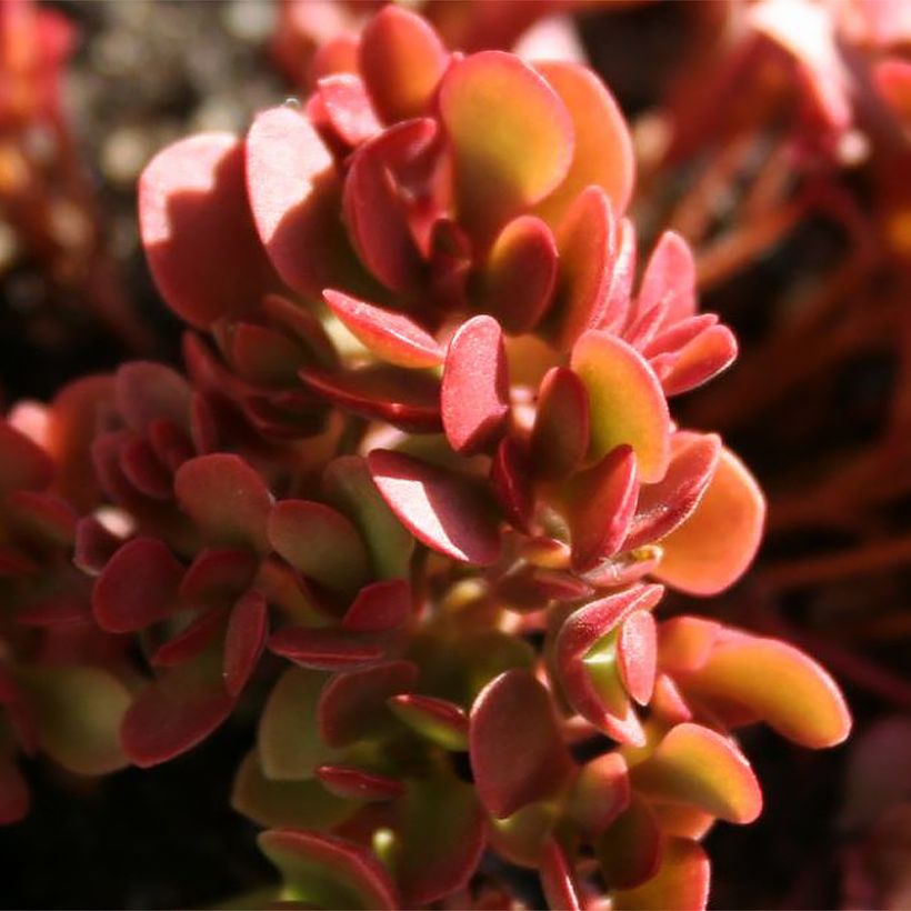 Crassula pubescens subsp. radicans Small Red - Dickblatt (Laub)