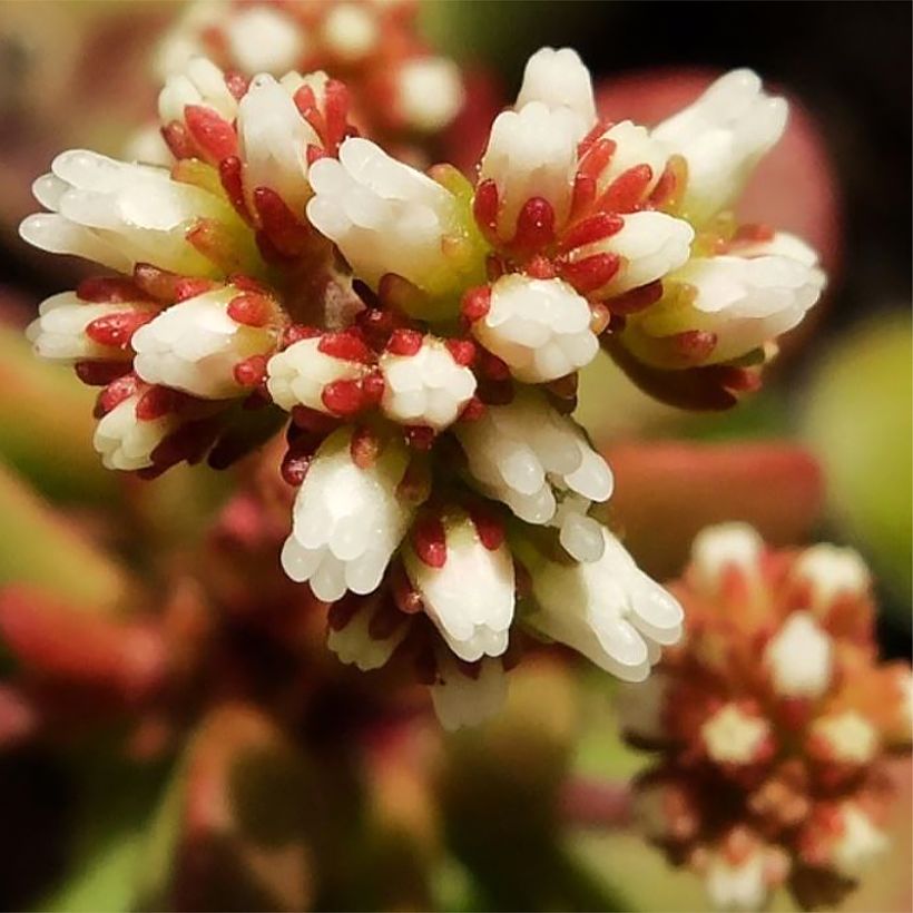 Crassula pubescens subsp. radicans Small Red - Dickblatt (Blüte)