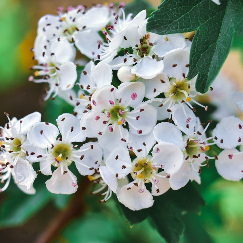 Azaroldorn - Crataegus azarolus (Blüte)