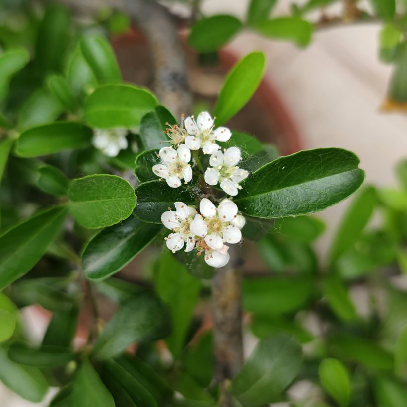 Hahnensporn-Weißdorn - Crataegus crus-galli (Blüte)