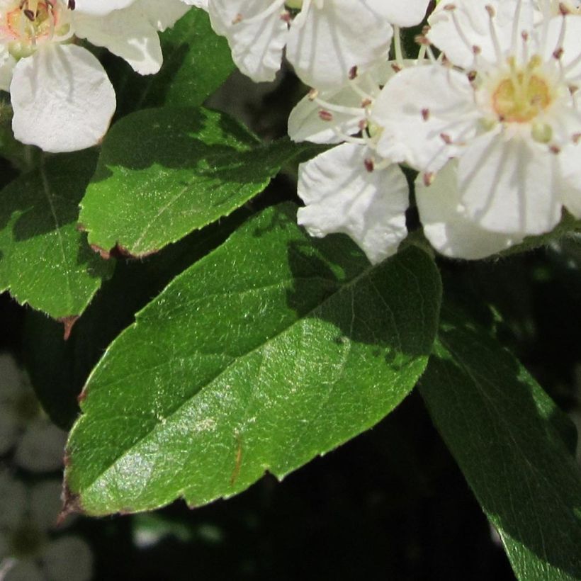 Crataegus grignonensis - Hahnendorn (Laub)