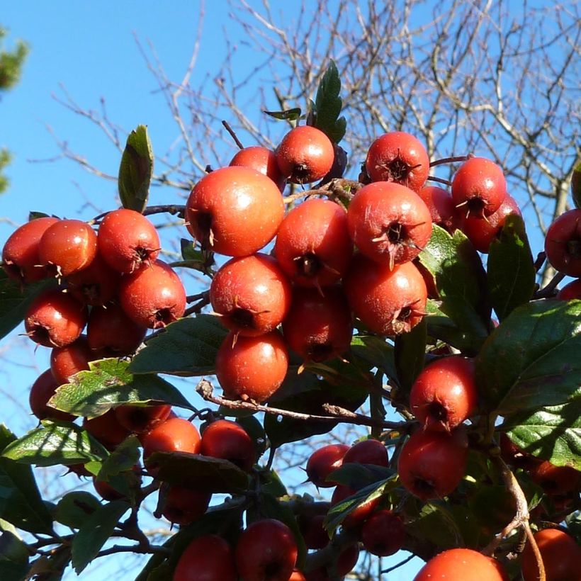 Crataegus grignonensis - Hahnendorn (Ernte)