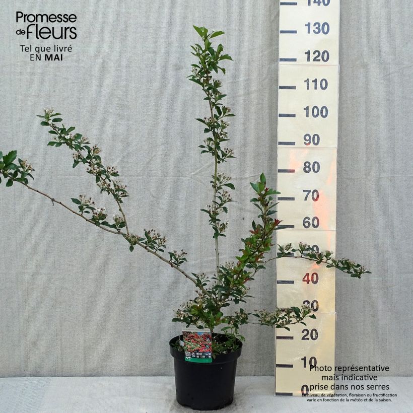 Exemplar von Crataegus grignonensis - Hahnendorn Topf mit 7,5L/10LGelieferte Höhe ca. 80/100cm wie im Frühjahr geliefert