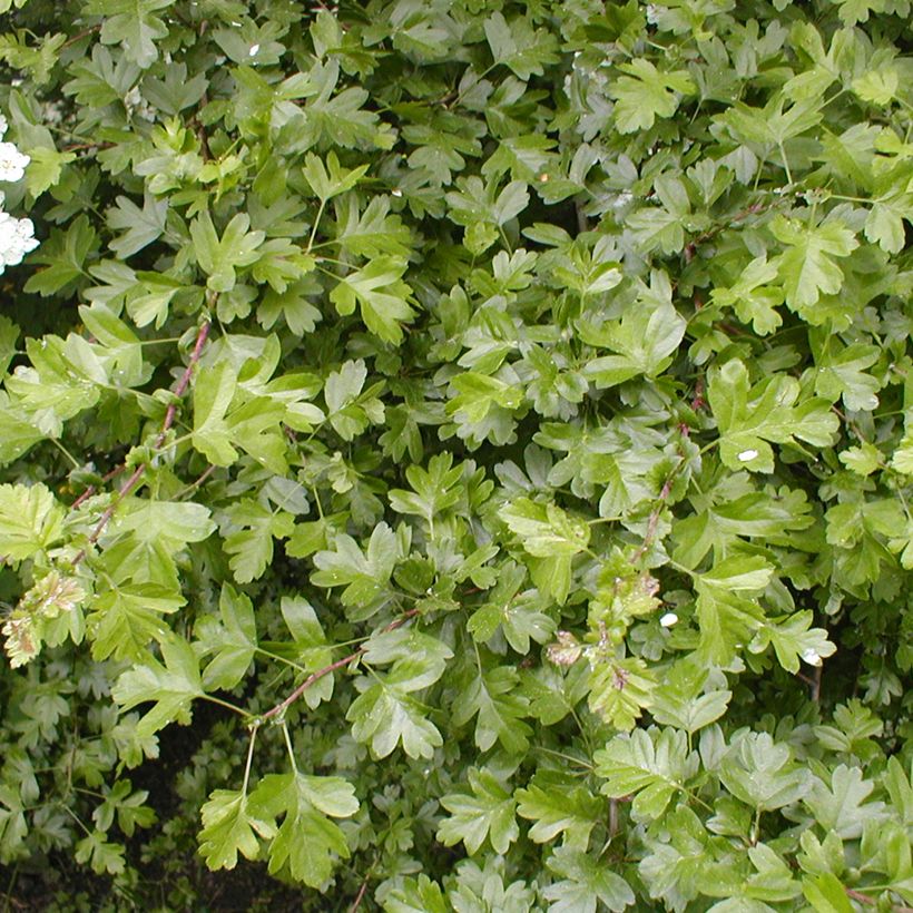 Crataegus laevigata - Zweigriffliger Weißdorn (Laub)