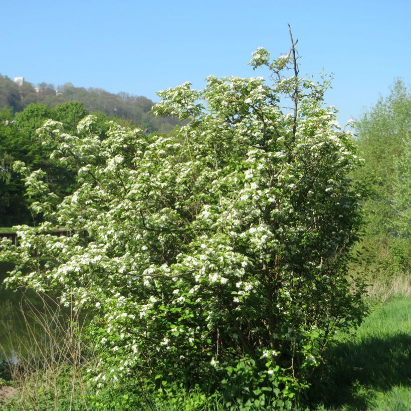 Crataegus laevigata - Zweigriffliger Weißdorn (Hafen)