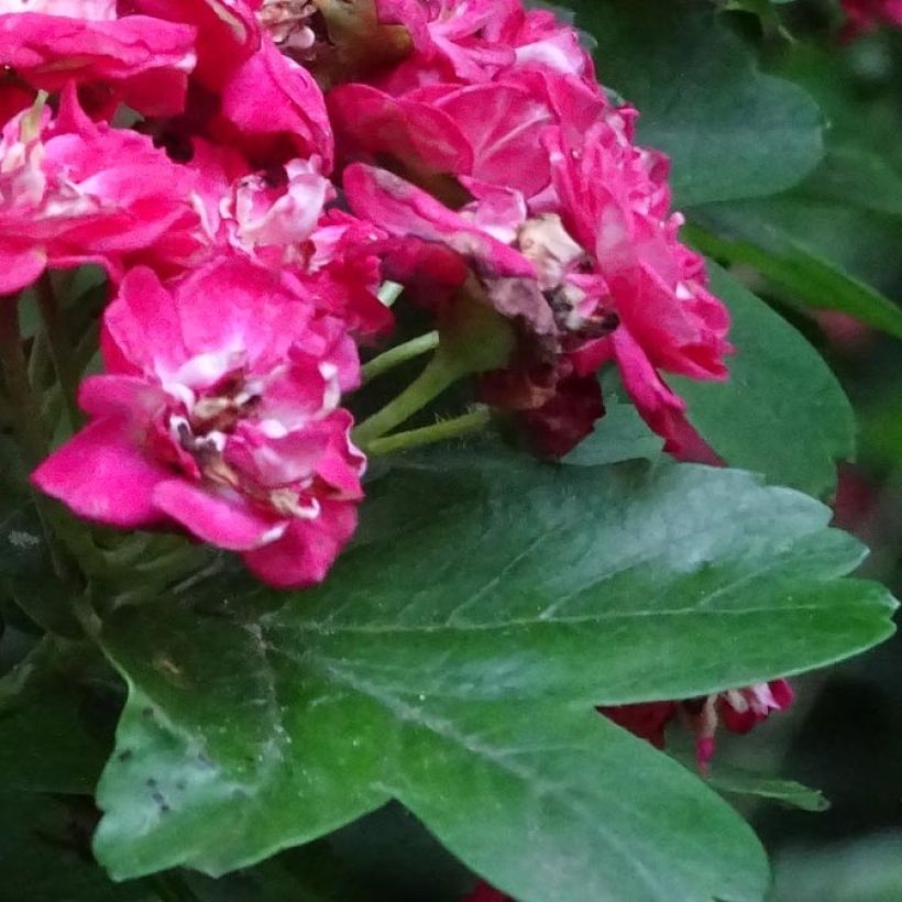 Crataegus laevigata Rosea Flore Pleno - Zweigriffliger Weißdorn (Laub)