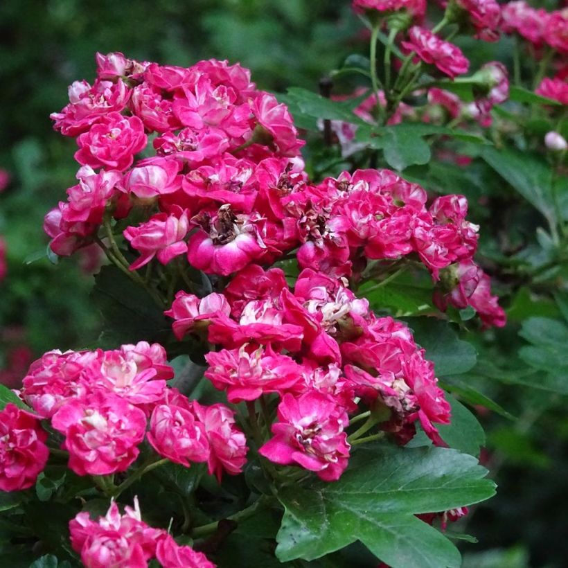 Crataegus laevigata Rosea Flore Pleno - Zweigriffliger Weißdorn (Blüte)