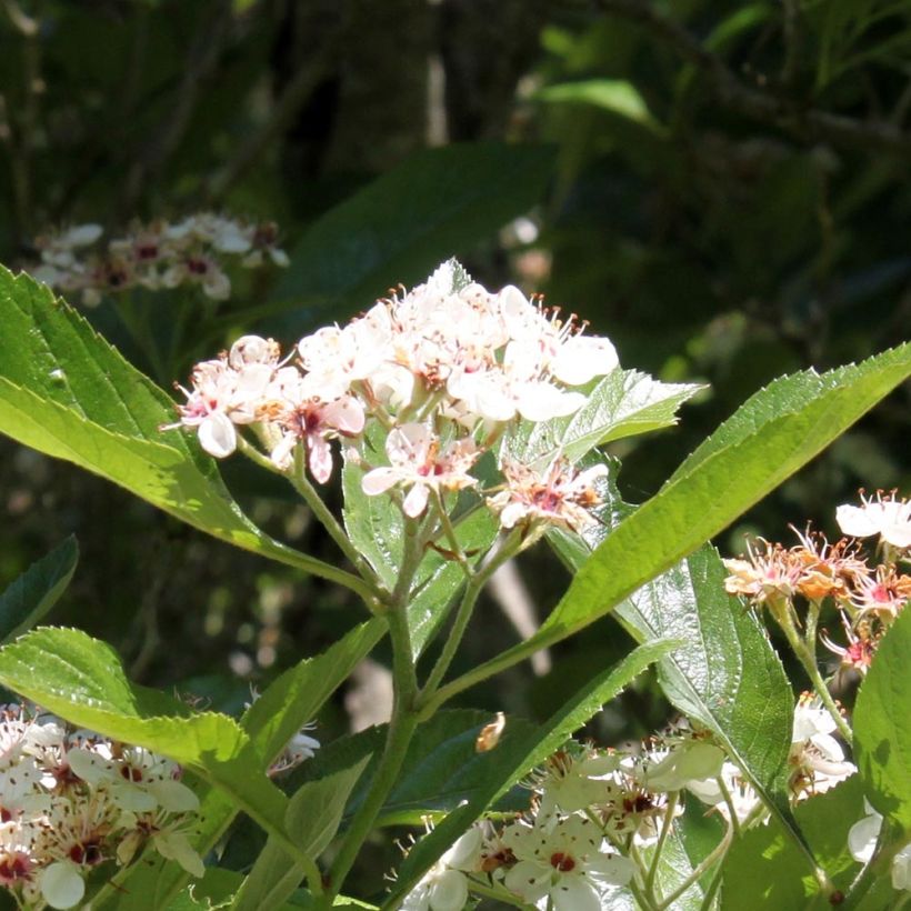 Crataegus lavallei Carrierei - Lederblättriger Weißdorn (Blüte)