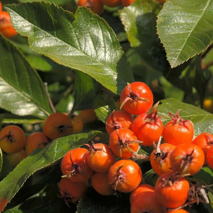 Crataegus lavallei Carrierei - Lederblättriger Weißdorn (Ernte)