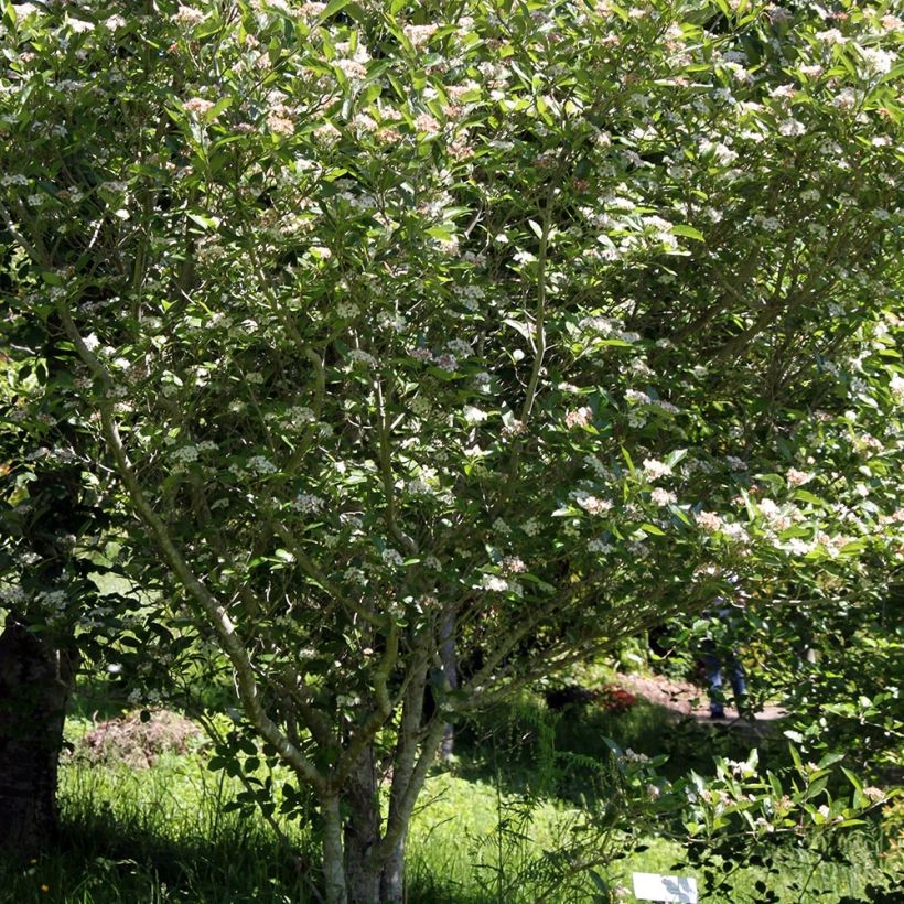 Crataegus lavallei Carrierei - Lederblättriger Weißdorn (Hafen)