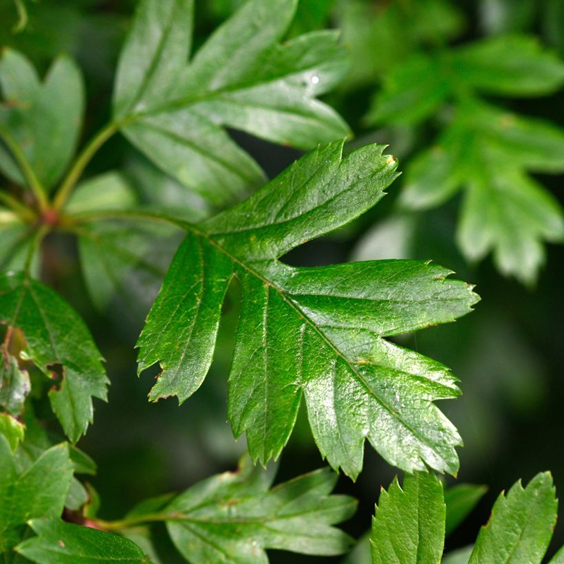 Crataegus monogyna Compacta - Eingriffliger Weißdorn (Laub)