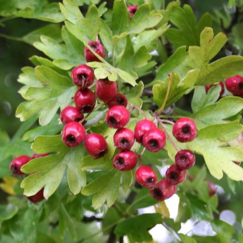 Crataegus monogyna Stricta - Eingriffliger Weißdorn (Laub)