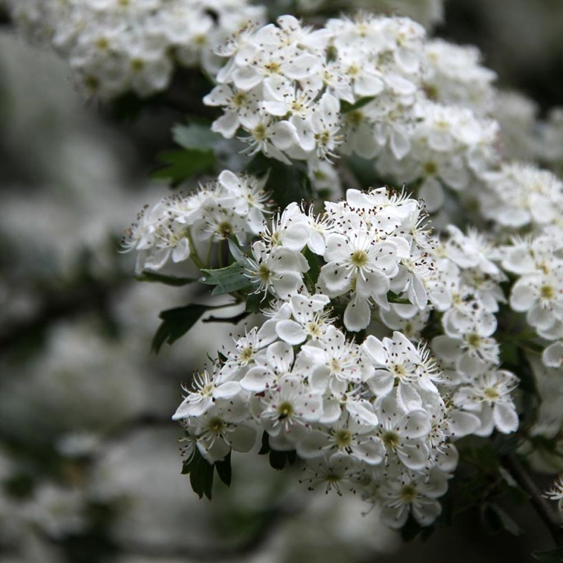 Crataegus monogyna Stricta - Eingriffliger Weißdorn (Blüte)