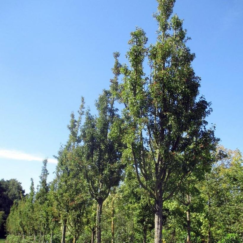 Crataegus monogyna Stricta - Eingriffliger Weißdorn (Hafen)