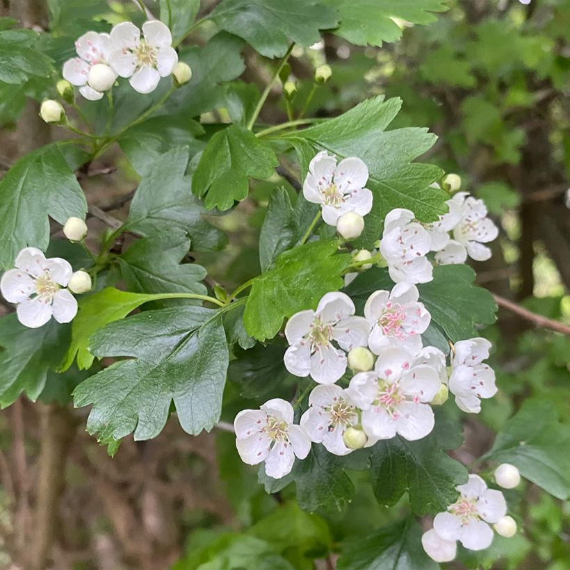 Crataegus nigra - Weißdorn (Blüte)