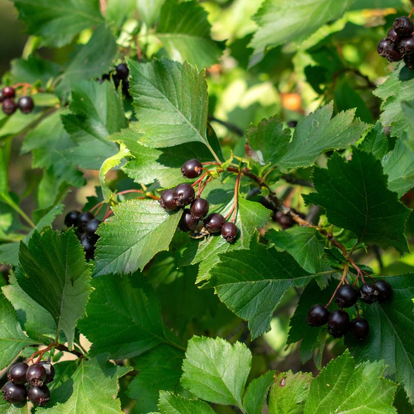 Crataegus nigra - Weißdorn (Ernte)